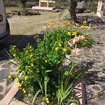 Degli Ulivi E Delle Rose Orosei