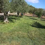 Degli Ulivi E Delle Rose