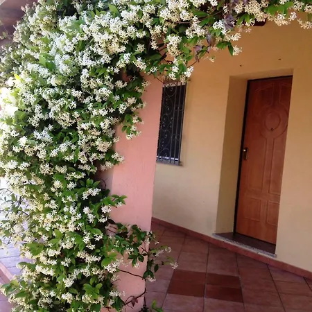 Degli Ulivi E Delle Rose *