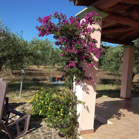 Degli Ulivi E Delle Rose