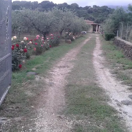 Degli Ulivi E Delle Rose *